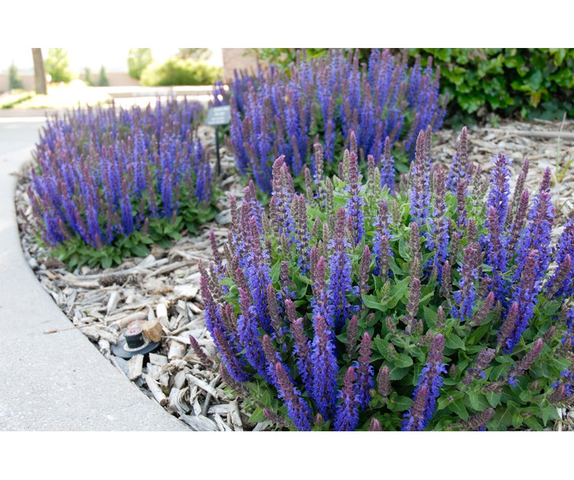 Sensation Deep Blue Sage